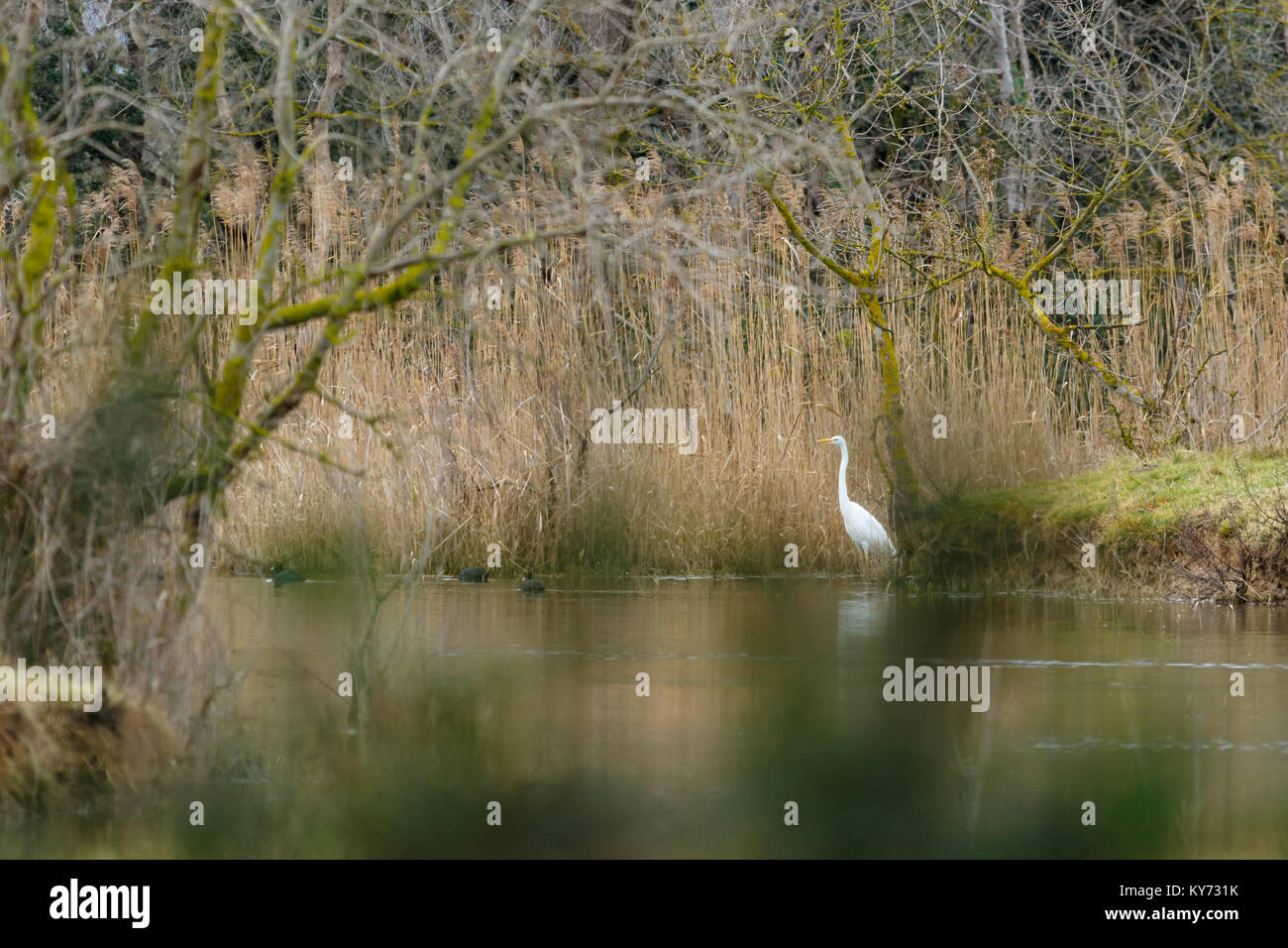 Une grande aigrette est de l'Aiguamolls de l'Empordà Le Parc Naturel Banque D'Images