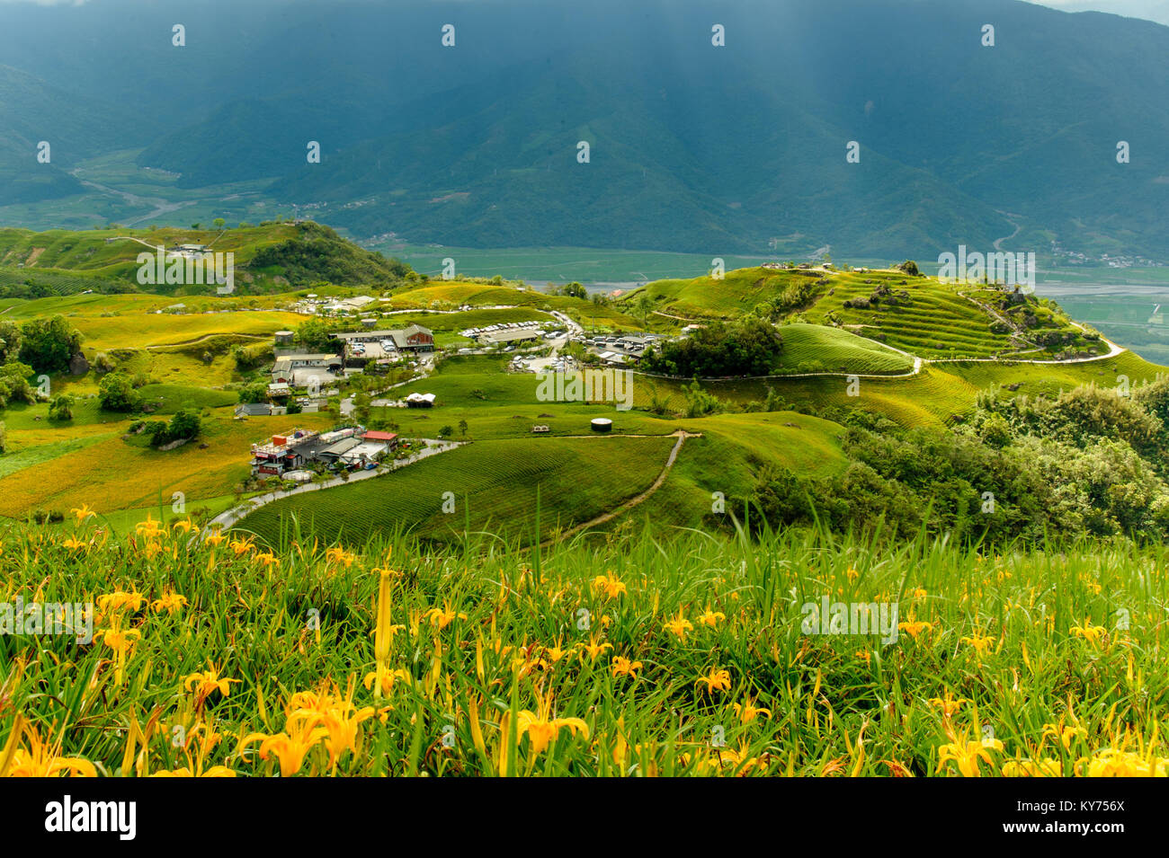 L'hémérocalle de fleurs sur une colline à Taiwan Banque D'Images