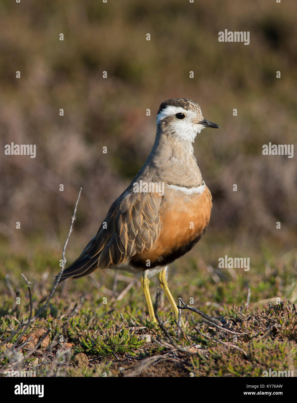 Pluvier guignard Charadrius morinellus Pluvier siffleur et du Nord sur une lande du Nord au printemps. Banque D'Images