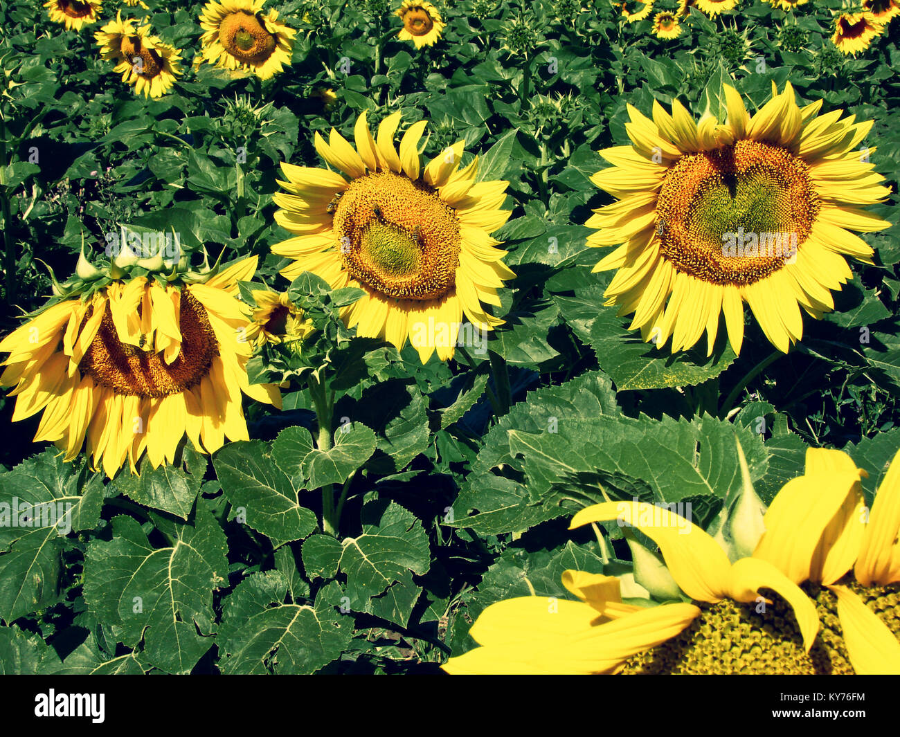 Agriculture de graines de tournesol Banque de photographies et d’images