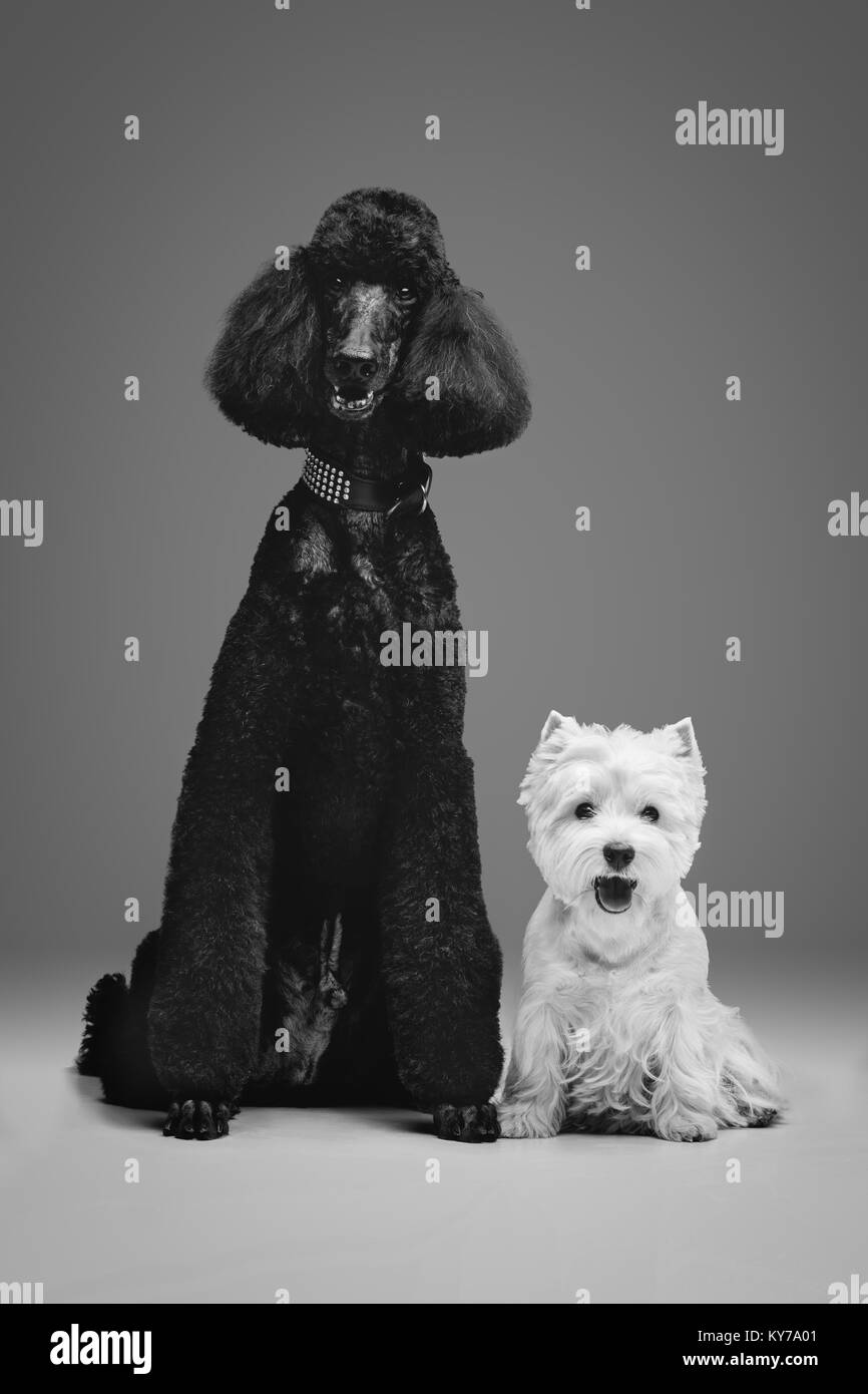 Beau chien caniche noir adultes. Studio shot sur fond gris. Copier l'espace. Banque D'Images