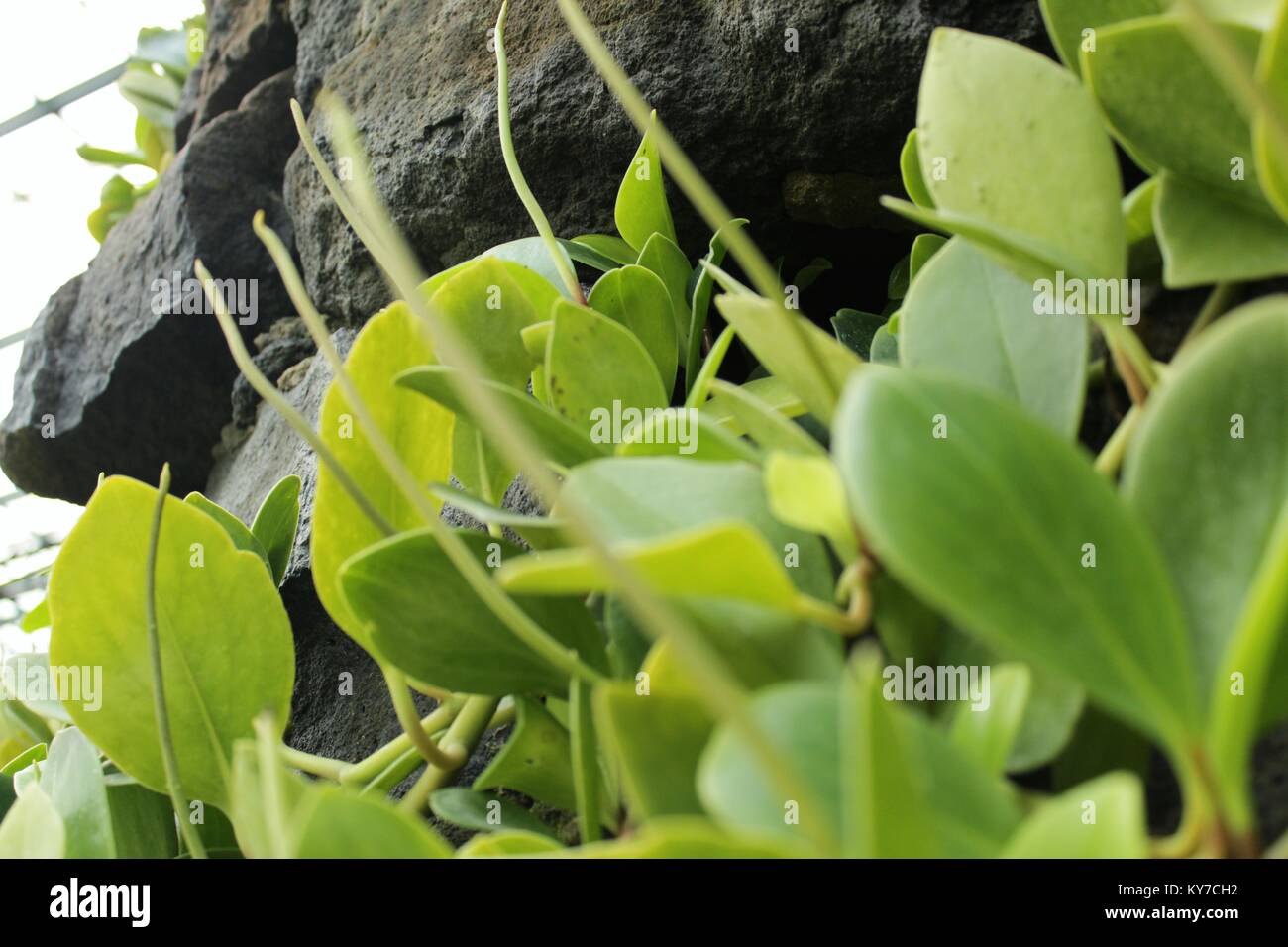 Peperomia obtusifolia plante dans le jardin en hiver Banque D'Images