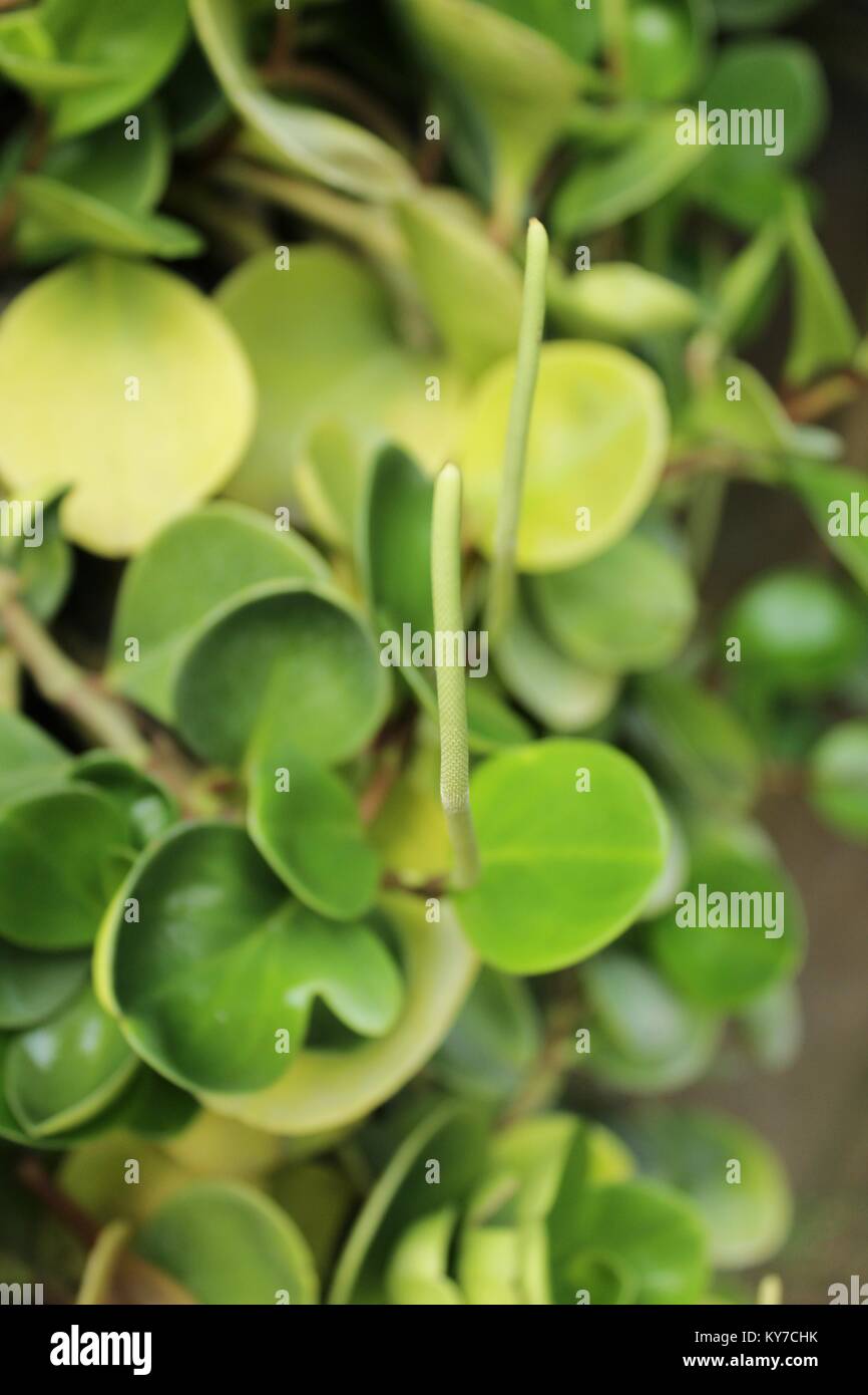 Peperomia obtusifolia plante dans le jardin en hiver Banque D'Images