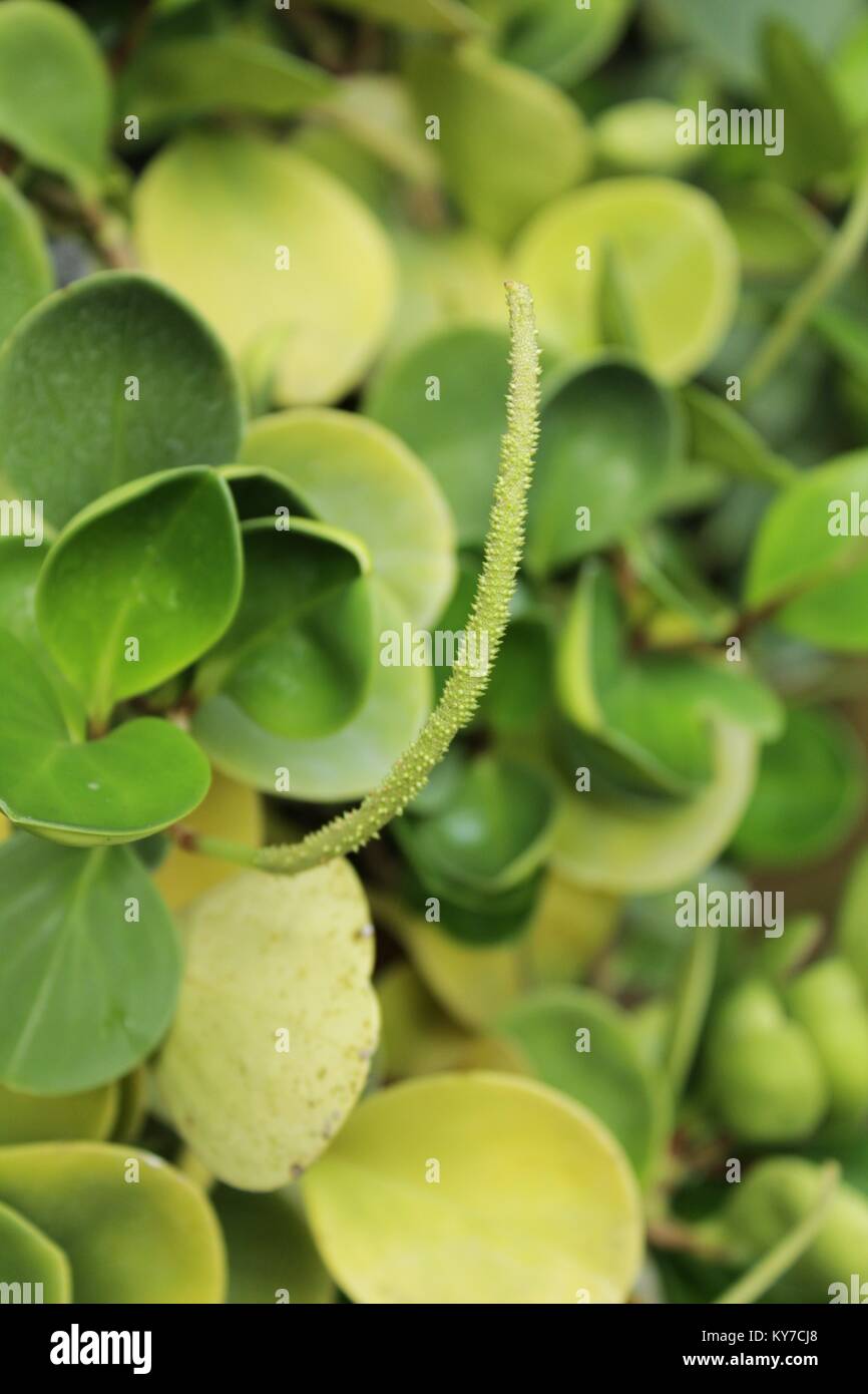 Peperomia obtusifolia plante dans le jardin en hiver Banque D'Images