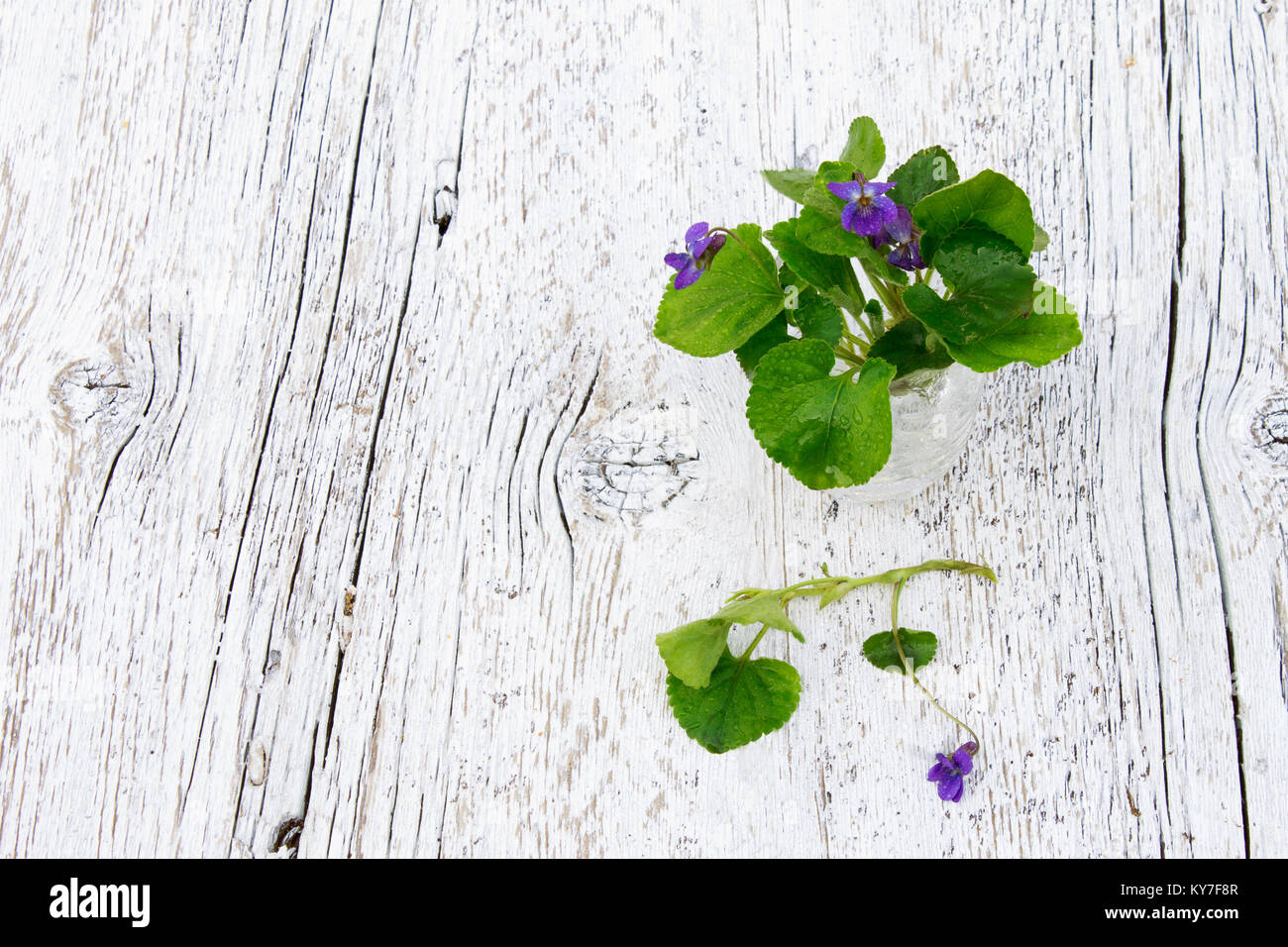 Petit bouquet de violettes dans un verre sur un fond de bois blanc Banque D'Images