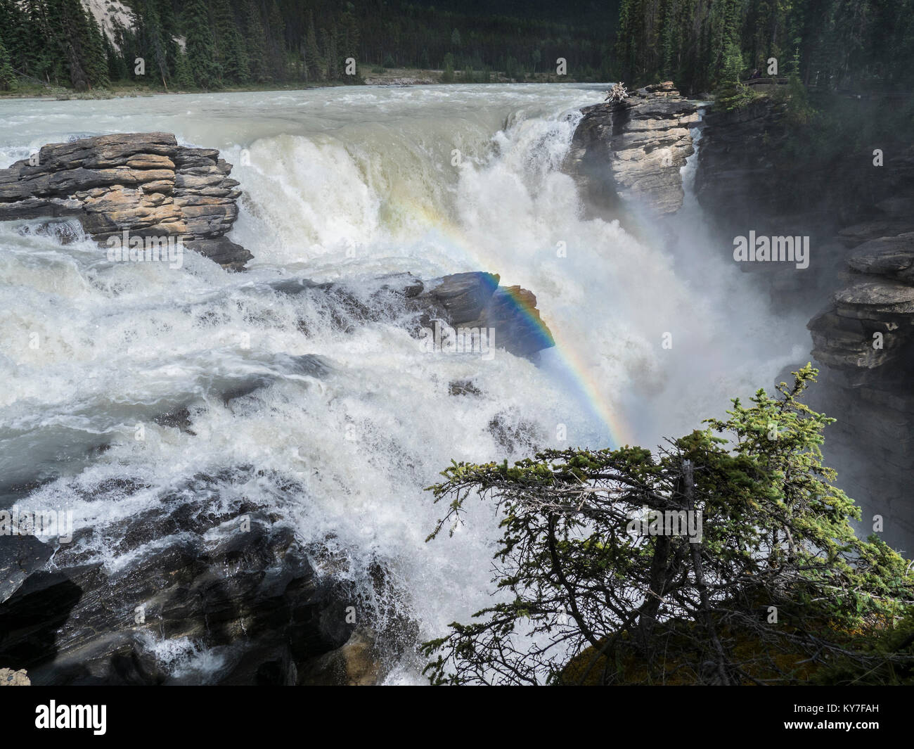 Les chutes Athabasca, promenade des Glaciers, Banff National Park, Alberta, Canada. Banque D'Images