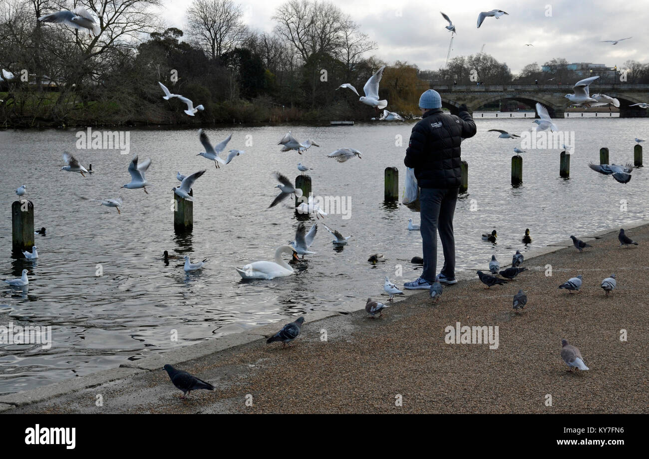 Dame nourrissant les oiseaux aquatiques sur la Serpentine, Hyde Park, Londres, Royaume-Uni Banque D'Images