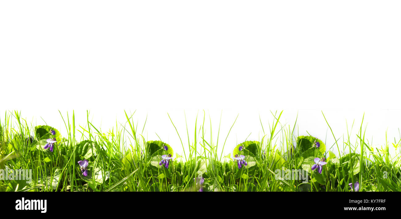 L'herbe verte du printemps et des fleurs de violettes sur une journée ensoleillée sur un fond blanc. (Photo panoramique à partir de plusieurs images) Banque D'Images