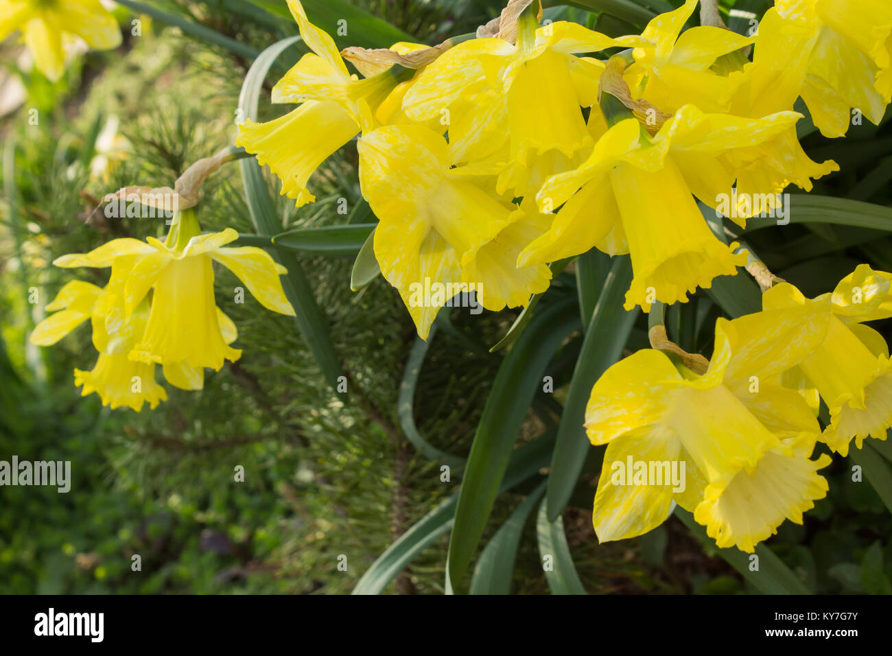 Fleurs jaune narcissus close up sur un fond d'herbe verte. Photo naturelle. Soft focus Banque D'Images