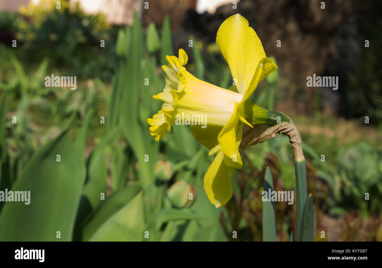 Photo de fleurs naturelles narcisse jaune sur fond flou gros plan Banque D'Images