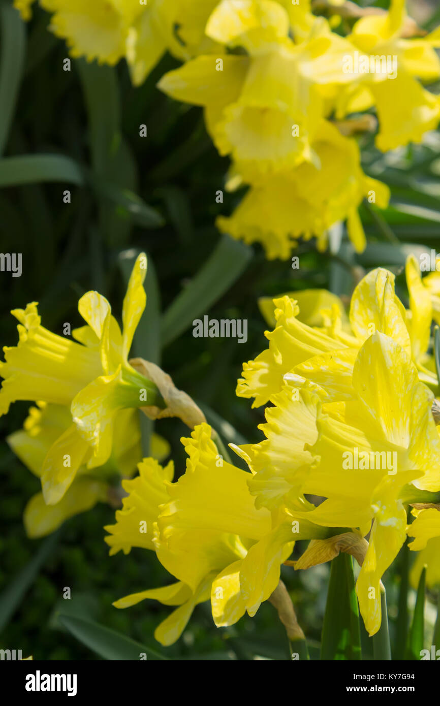 Fleurs jaune narcissus gros plan sur un arrière-plan flou. Photo naturelle. Soft focus Banque D'Images