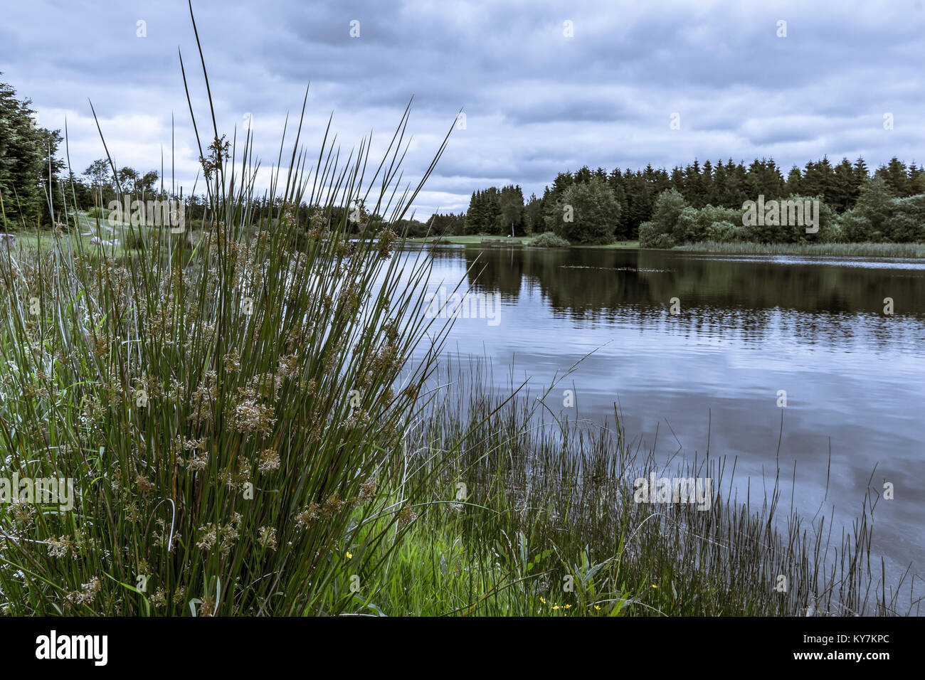 Arbres et herbe reflets dans l'eau d'un lac paisible, Silkeborg, Danemark, le 21 juin 2017 Banque D'Images