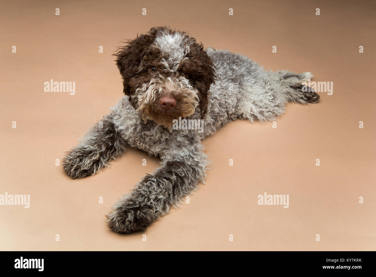 Belle fluffy Lagotto Romagnolo chien chiot. studio shot sur fond brun.  copier l'espace Photo Stock - Alamy