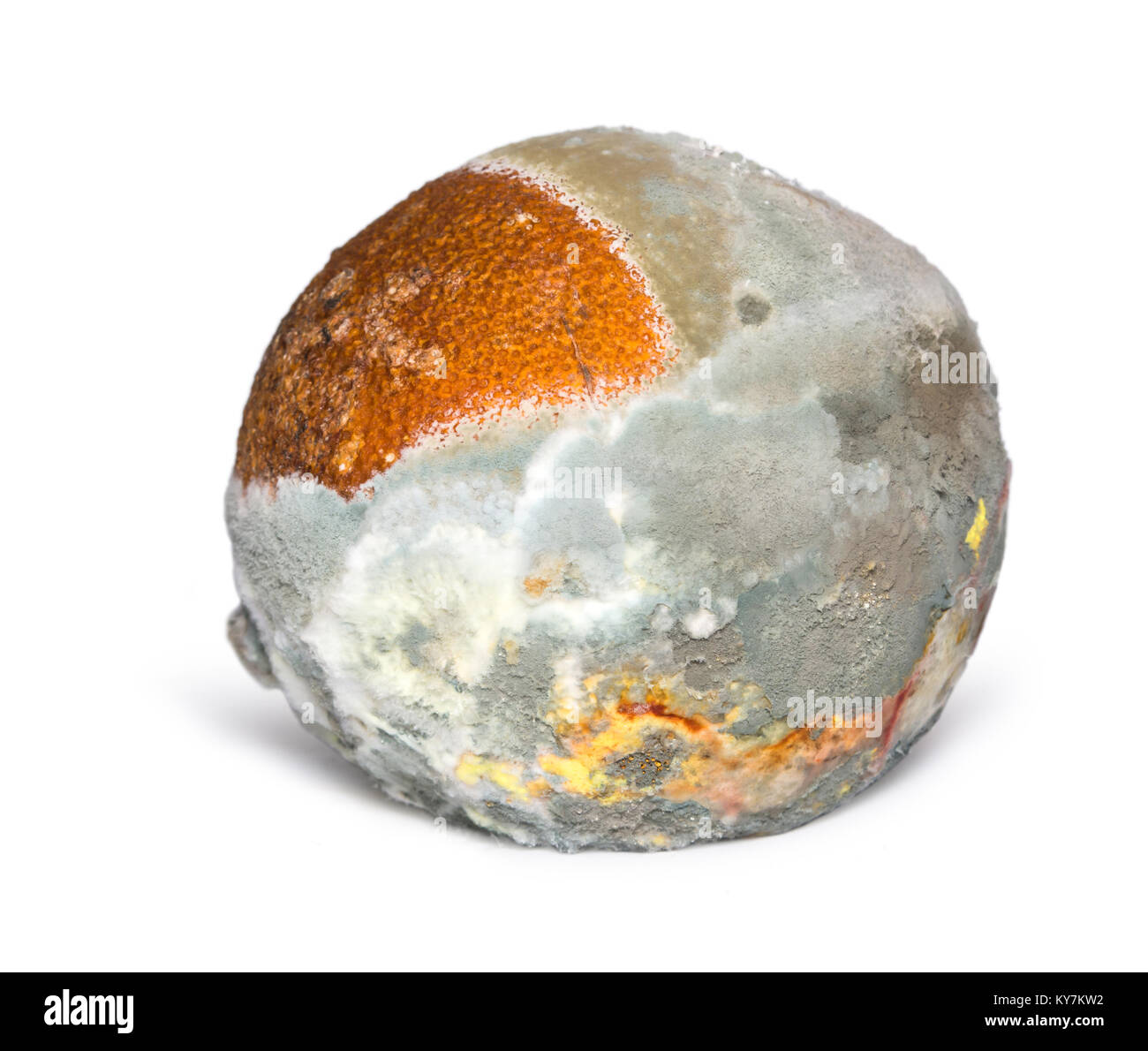 Une orange pourrie isolé sur fond blanc. Texture naturelle de moisissure Banque D'Images