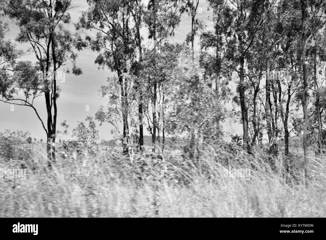 L'herbe haute qui souffle dans la brise, les terres agricoles et de forêt près de Clairview, Queensland, Australie Banque D'Images