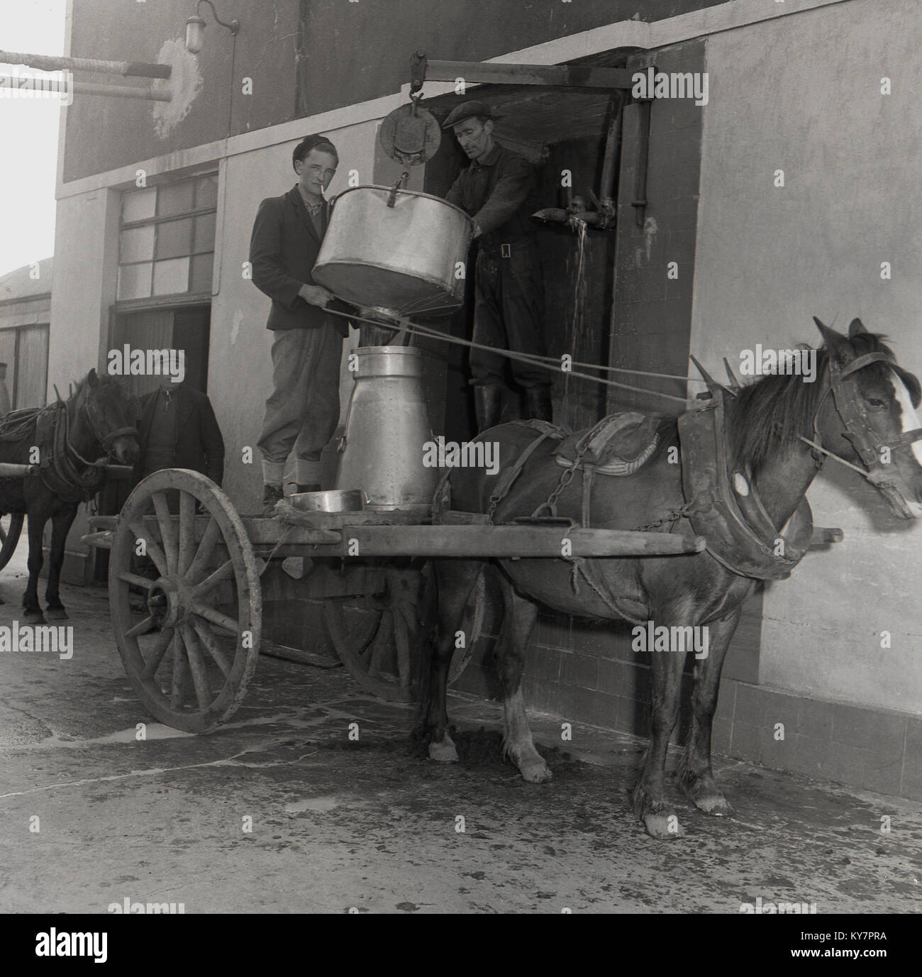 Années 1950, historiques, l'homme debout sur son cheval et panier boire versé dans son bidon de lait en métal de la Creamery, Irlande. Banque D'Images