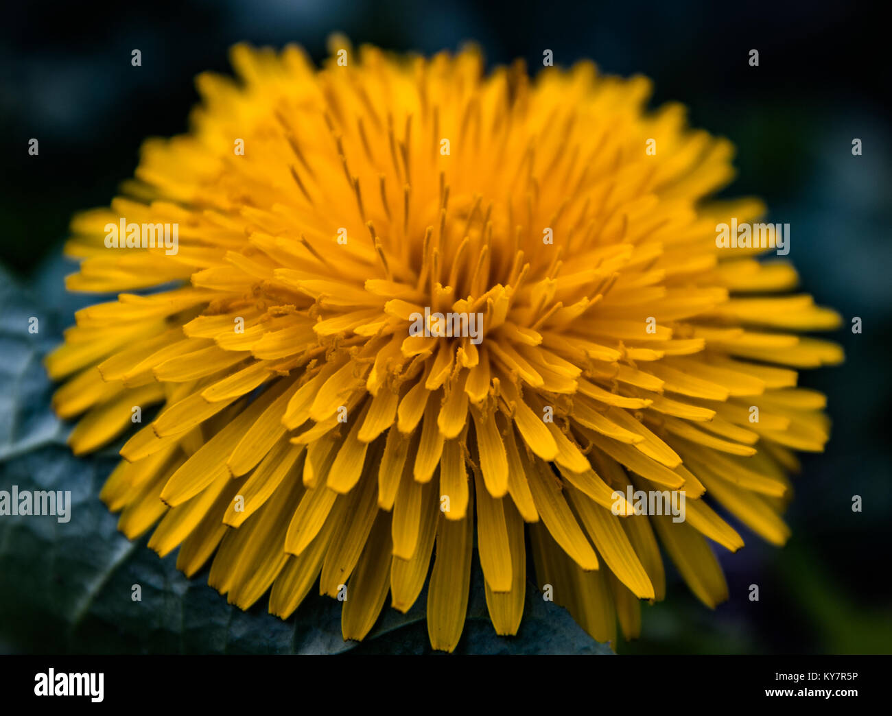 Close up capitule. Banque D'Images