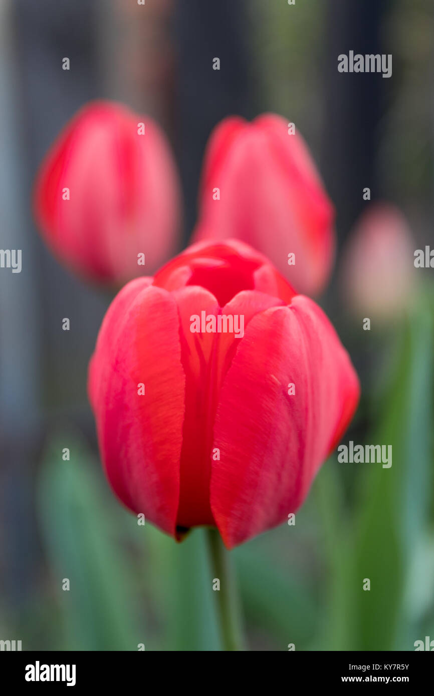 Close up capitule. Banque D'Images