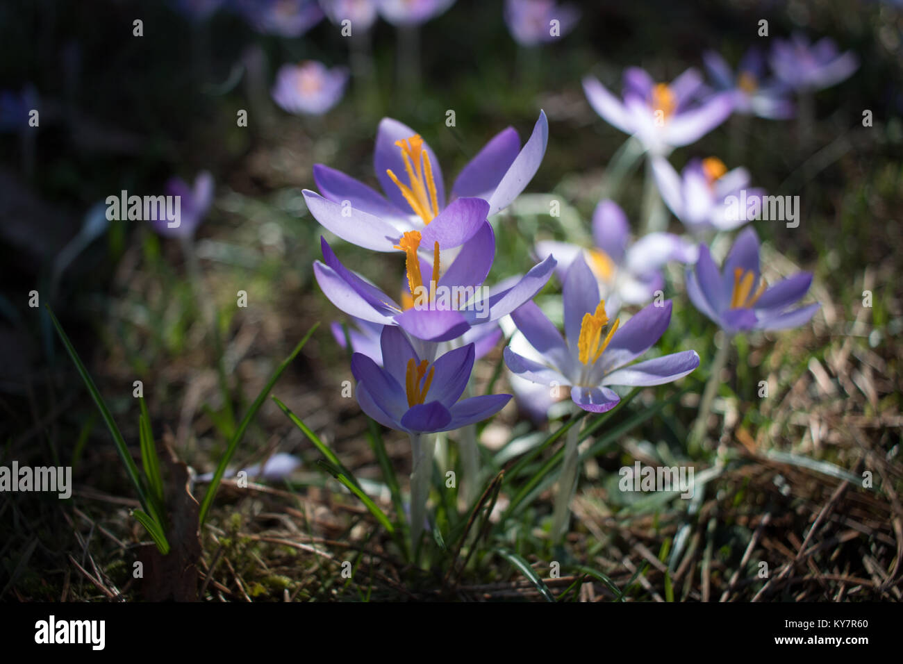 Close up capitule. Banque D'Images