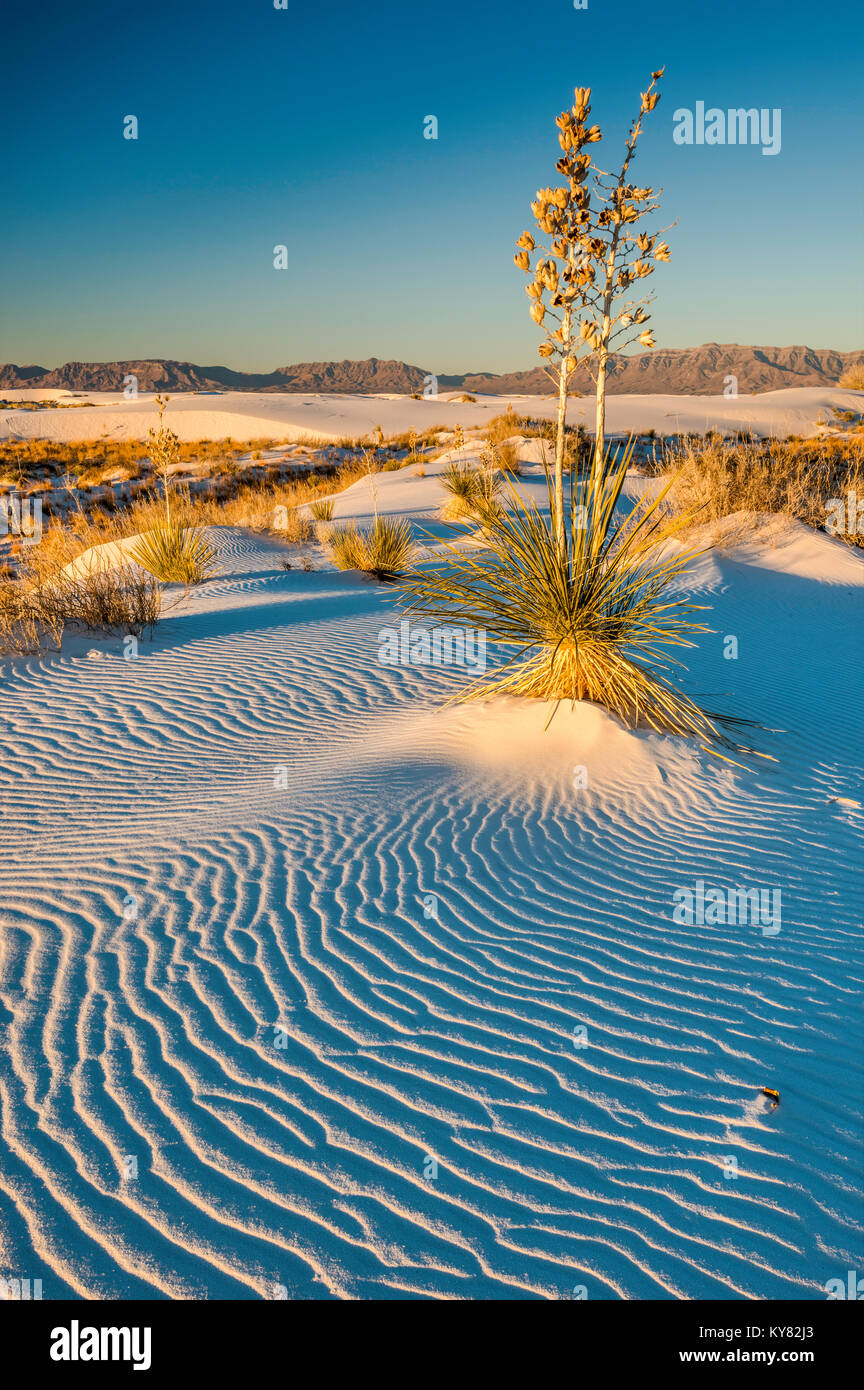 Soaptree yucca aka yucca elata dans les dunes composées de cristaux de gypse au lever du soleil, White Sands National Park, Nouveau-Mexique, États-Unis Banque D'Images