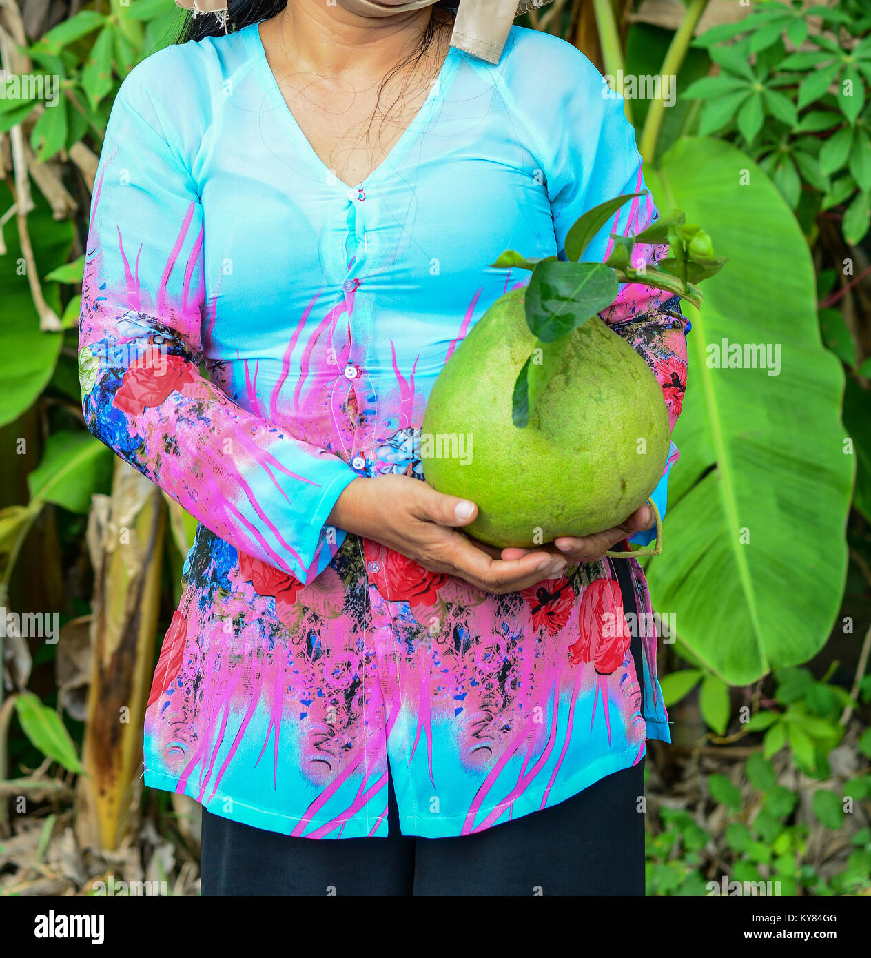 Arbre pamplemousse chinois Banque de photographies et d’images à haute