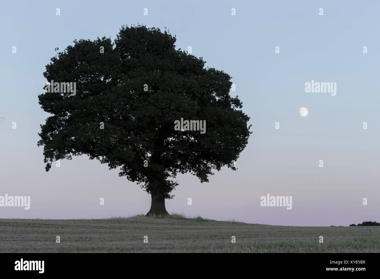 Chêne pédonculé (Quercus robur) arbre, en se découpant au crépuscule, dans le champ des cultures, terres agricoles, West Yorkshire, Angleterre, Août Banque D'Images