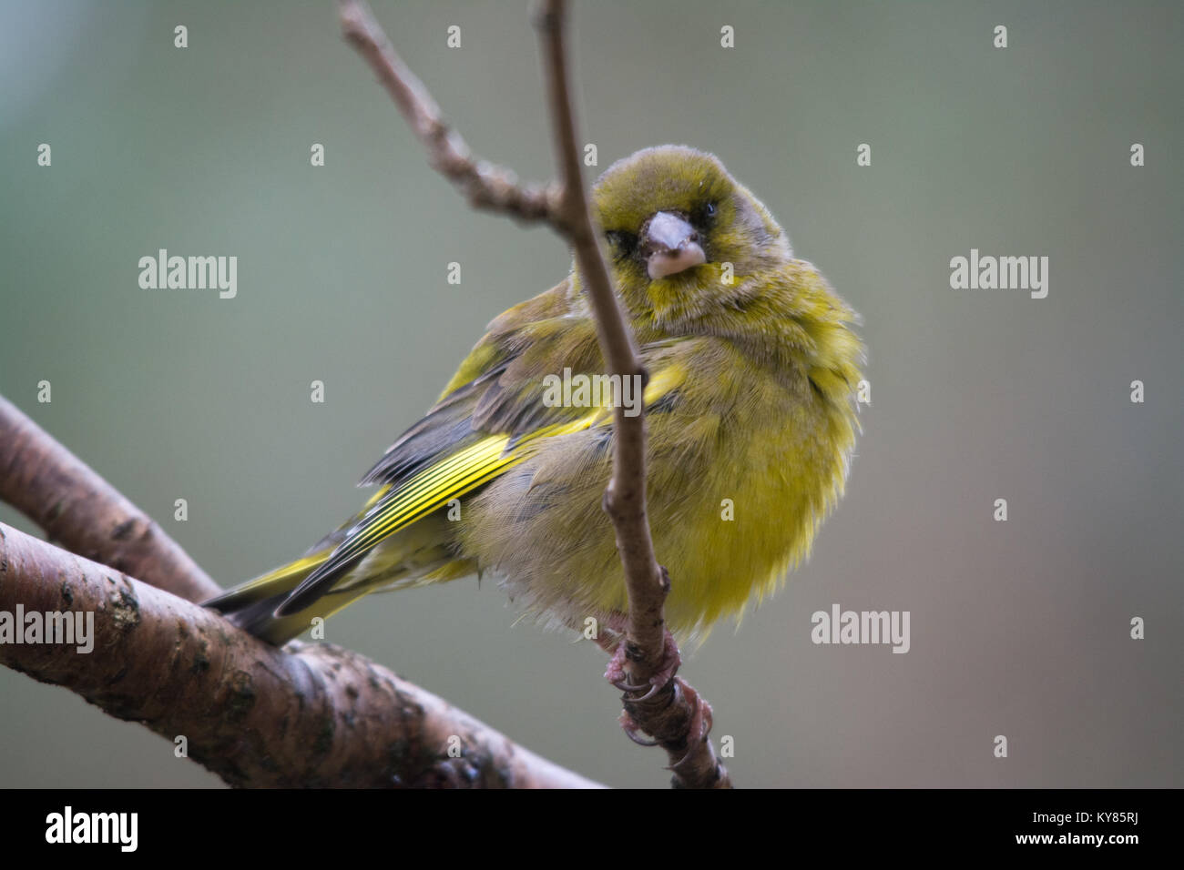 Verdier (Chloris chloris) oiseau souffrant des maladies parasitaires, trichomonose, qui est causée par le protozoaire Trichomonas gallinae Banque D'Images