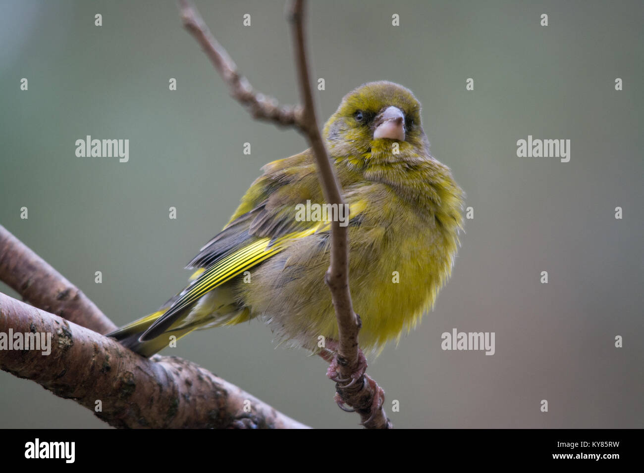 Verdier (Chloris chloris) oiseau souffrant des maladies parasitaires, trichomonose, qui est causée par le protozoaire Trichomonas gallinae Banque D'Images