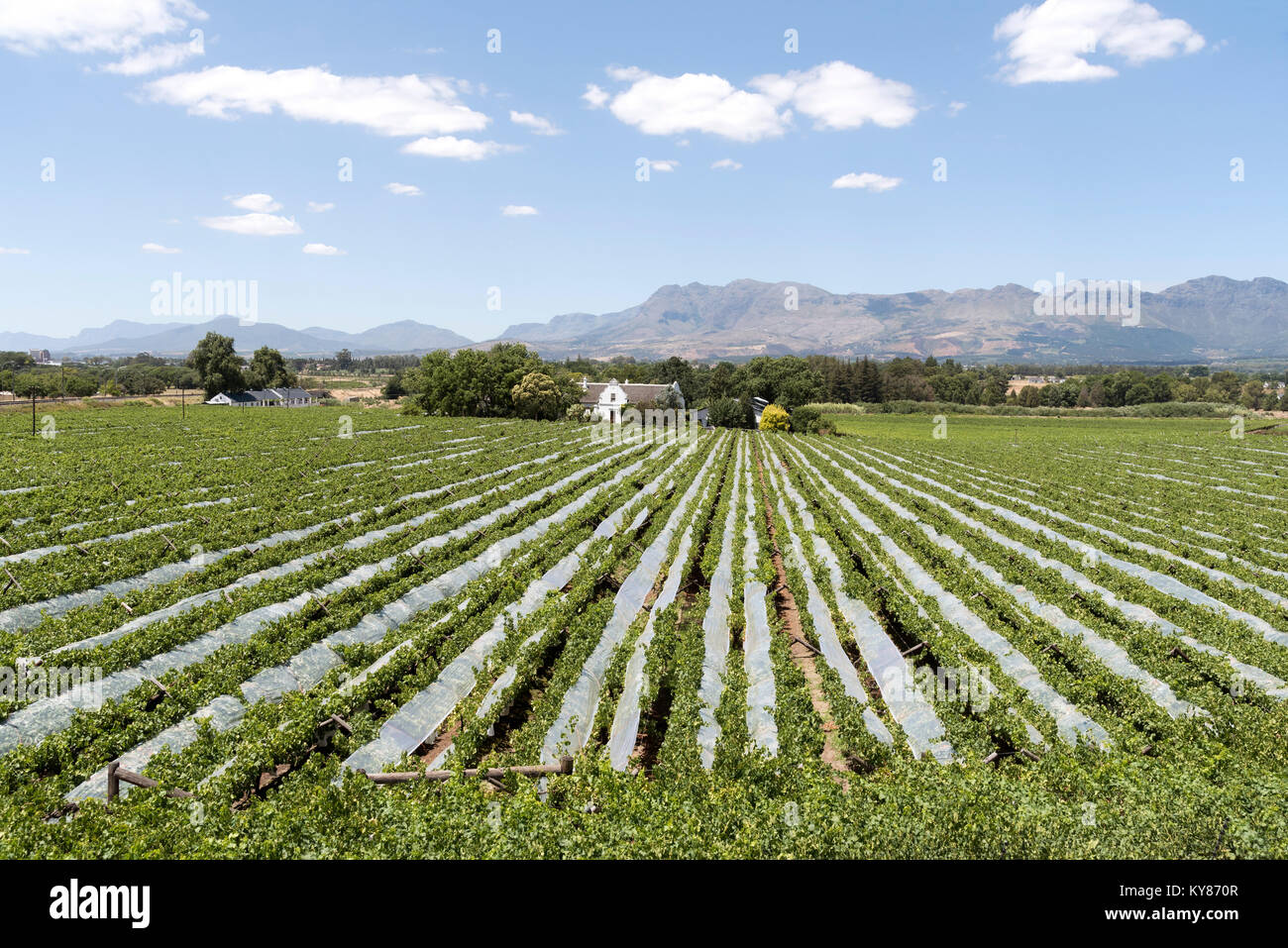 Paarl Western Cape Afrique du Sud. Décembre 2017. Vignes sur un Paarl wine farm couvert de filet pour protéger les raisins des oiseaux Banque D'Images