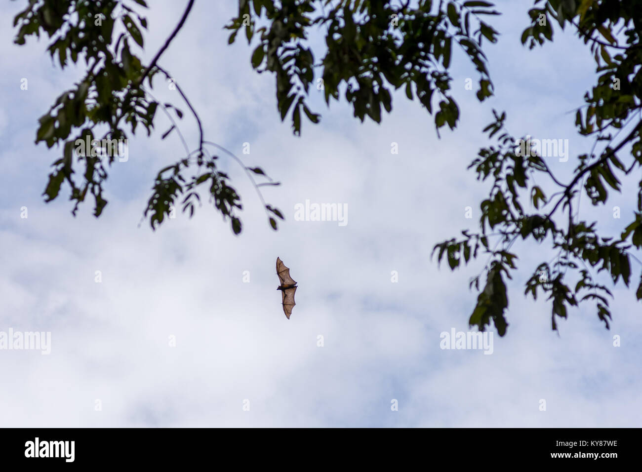 Un renard volant fruits aka bat en vol pendant la journée avec plus de ciel gris en fonte retour sol et la cime des arbres. Banque D'Images