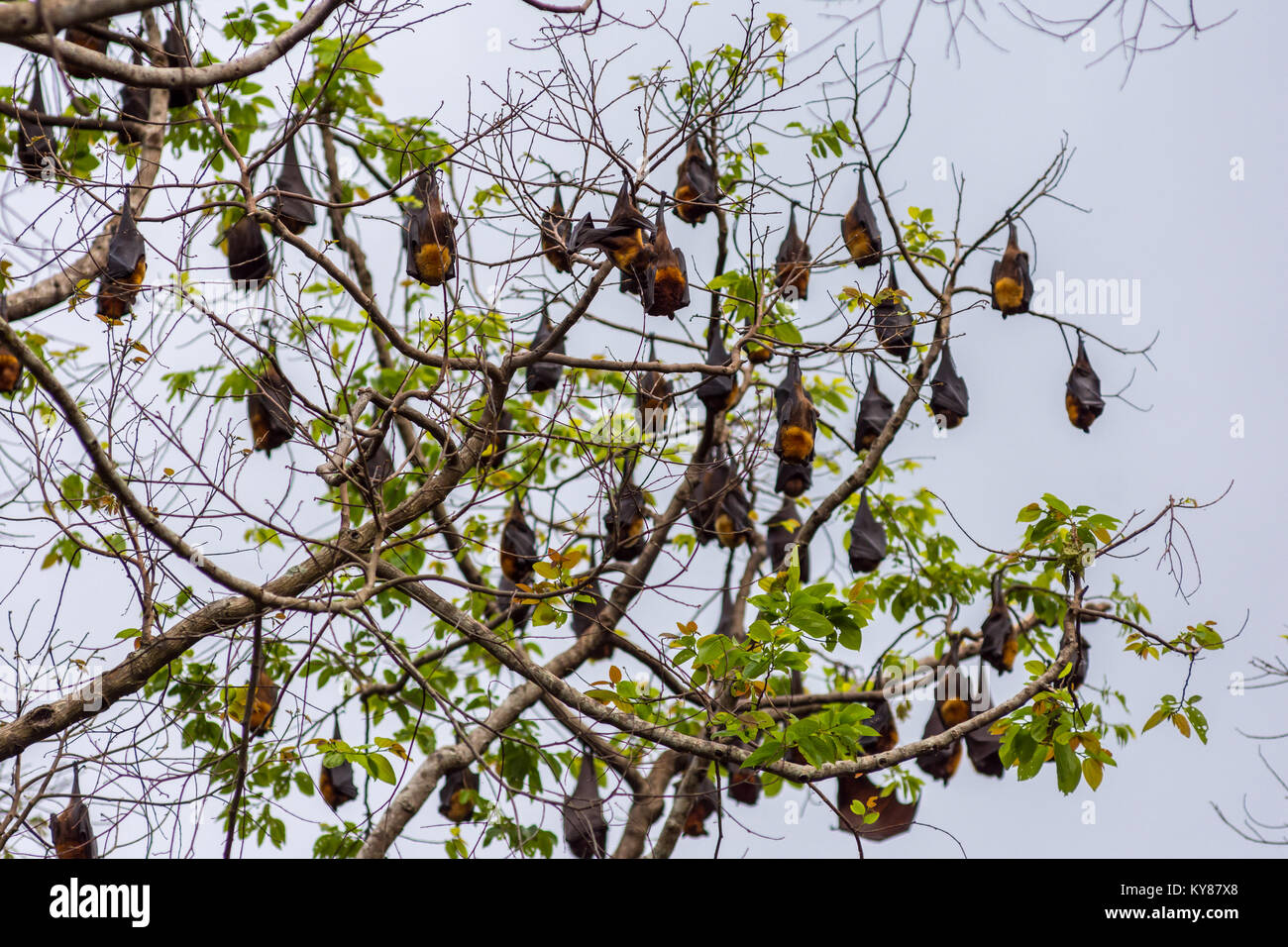 Un arbre plein de perchoir renards volants aka des chauves souris pendant la journée avec de la jungle des forêts philippines dans l'arrière-plan. Banque D'Images