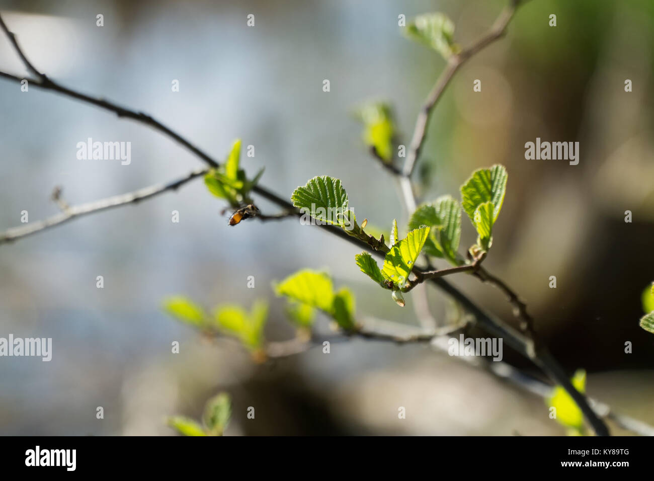 Les brindilles d'Alnus glutinosa (ALD) commun avec des jeunes feuilles vertes au printemps. Les feuilles sont mis en lumière par le soleil. Arrière-plan flou, selective focus. Banque D'Images