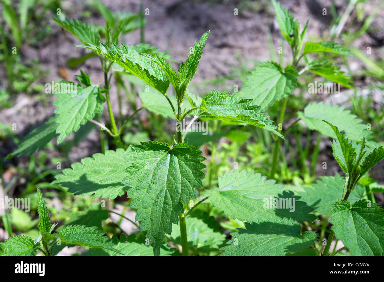 Les feuilles vertes de la grande ortie (Urtica dioica) dans la nature. Lit d'orties. Banque D'Images