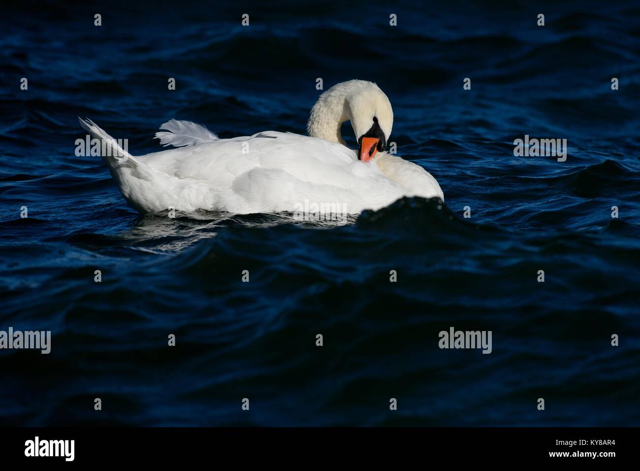 Swan fixez vos plumes dans l'eau Banque D'Images