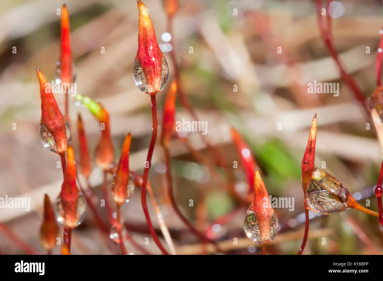 Libre de la nature. Germes humides. Sous-bois en forêt. Banque D'Images