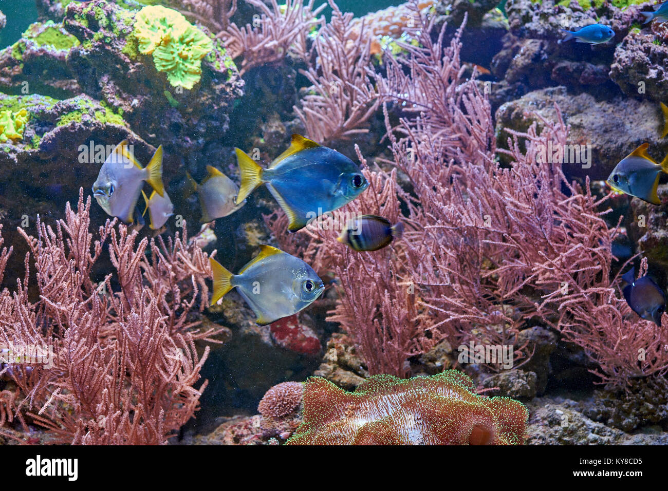 Les poissons et autres espèces de coraux dans l'aquarium Banque D'Images