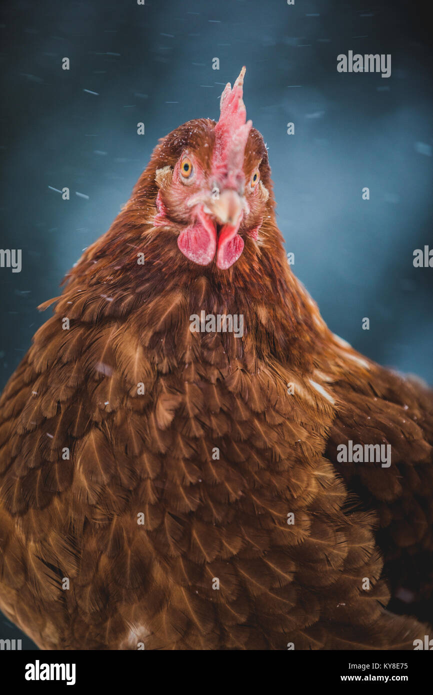 Les oeufs de poules rustique poulet Portrait, Hen dehors pendant la tempête. Banque D'Images