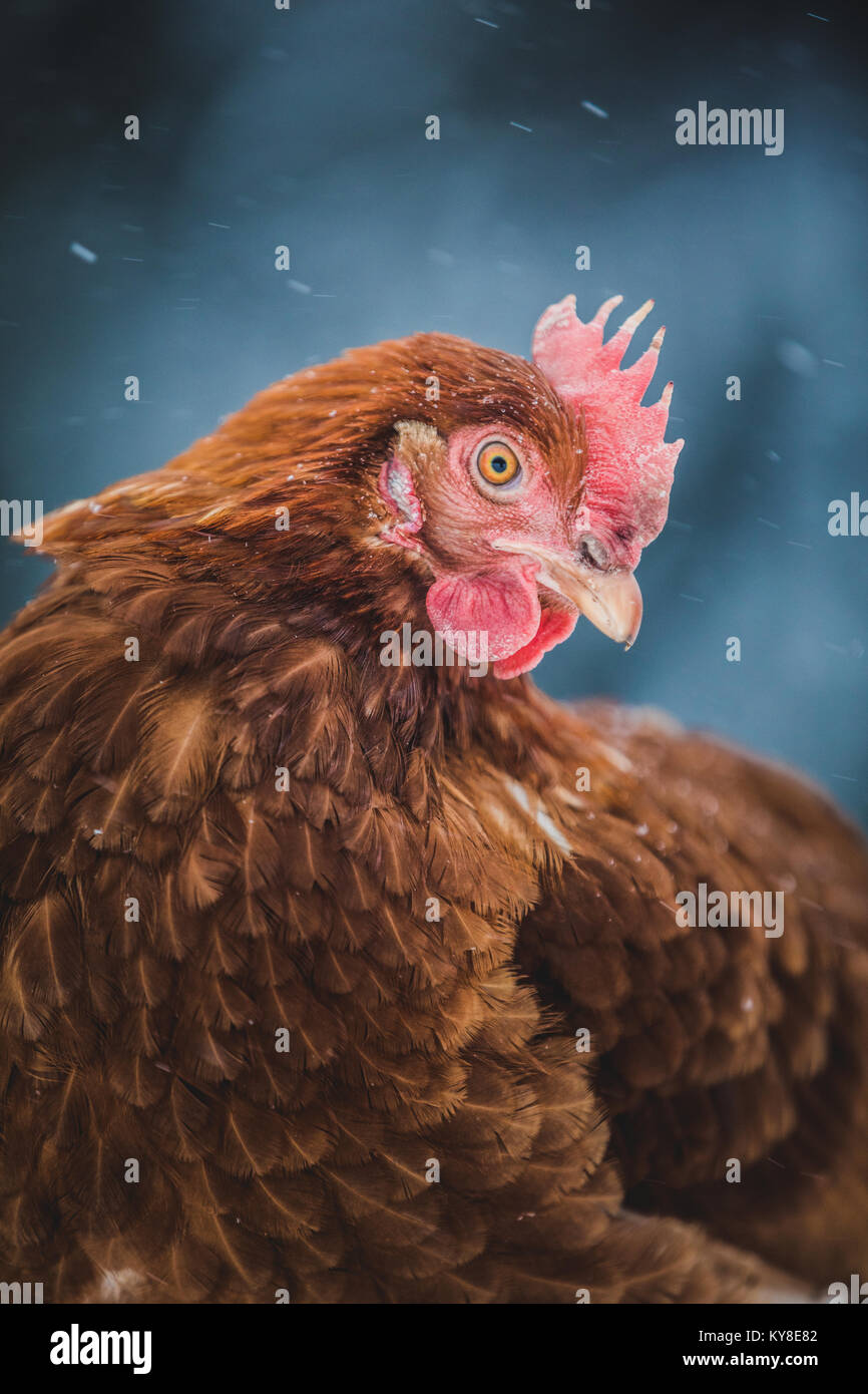 Les oeufs de poules rustique poulet Portrait, Hen dehors pendant la tempête. Banque D'Images