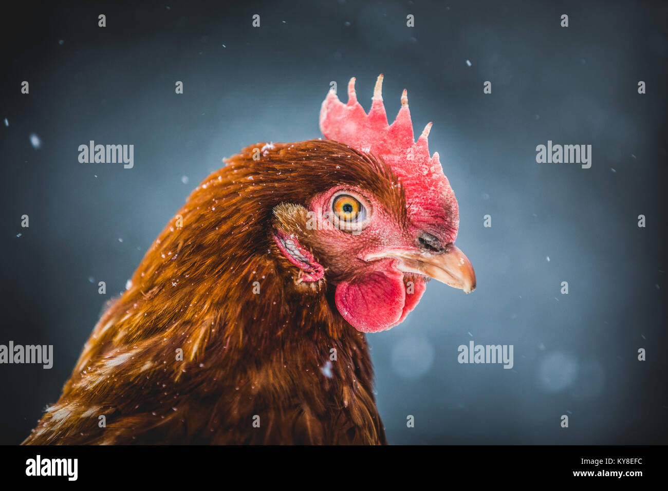 Les oeufs de poules rustique poulet Portrait, Hen dehors pendant la tempête. Banque D'Images