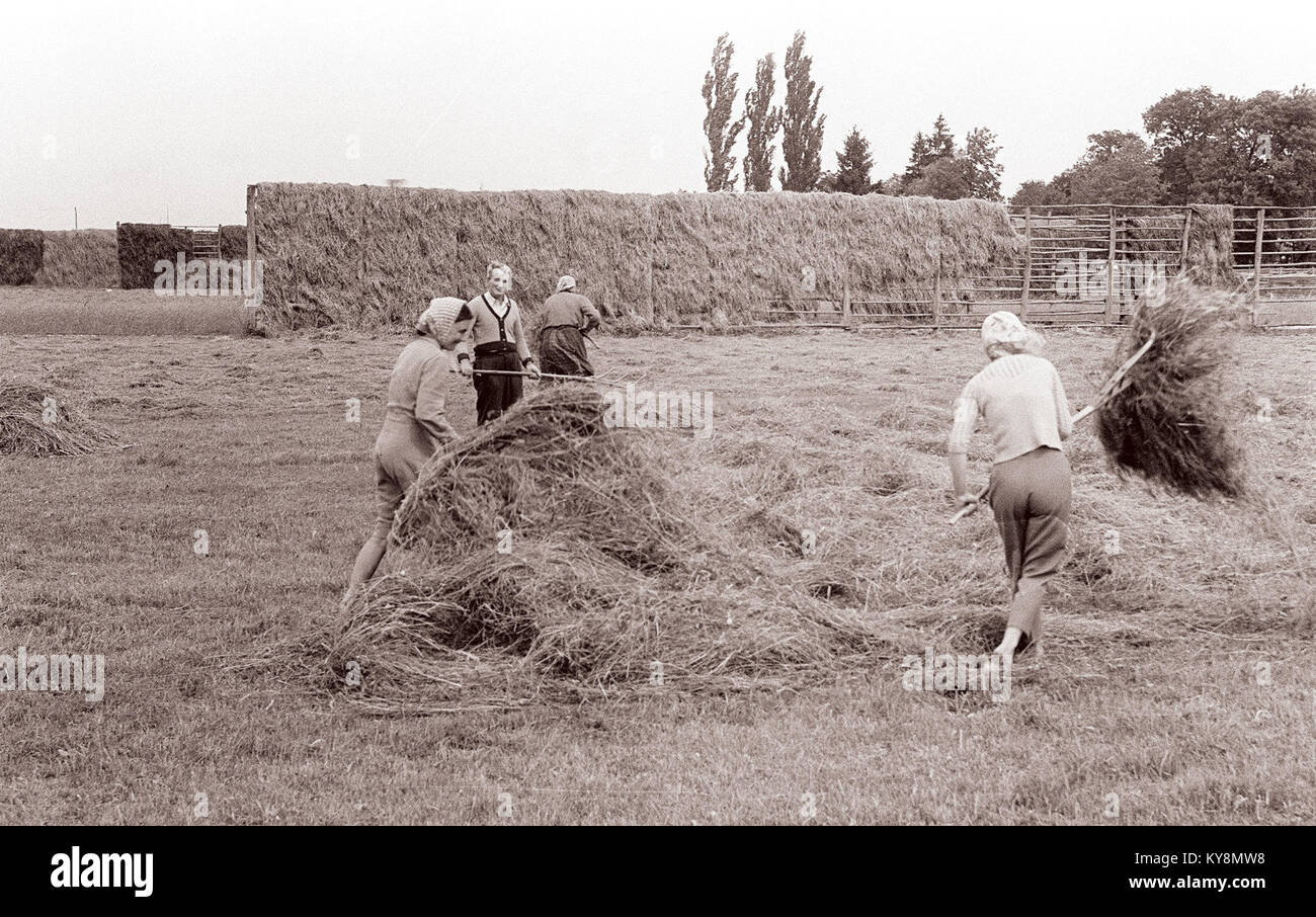 Une photographie de 1961 de Moškanjci, Slovénie, montre la tonte et le séchage traditionnels du foin, illustrant les pratiques agricoles rurales et la vie communautaire. Banque D'Images
