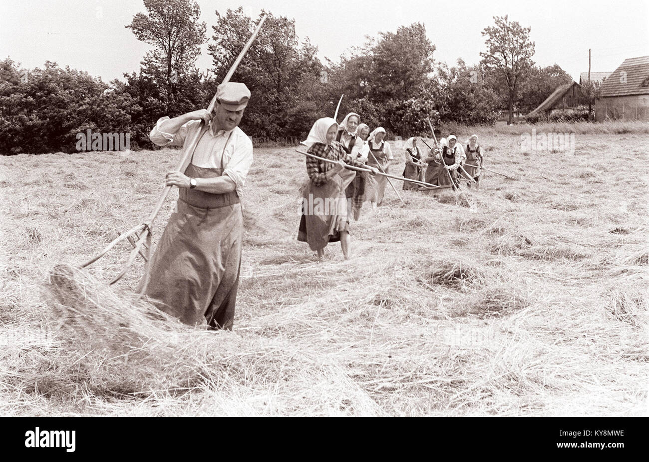 Cette photographie de 1961 représente les pratiques traditionnelles de fauchage et de séchage du foin à Moškanjci, Slovénie, illustrant les techniques agricoles et la vie rurale de l'époque. Banque D'Images
