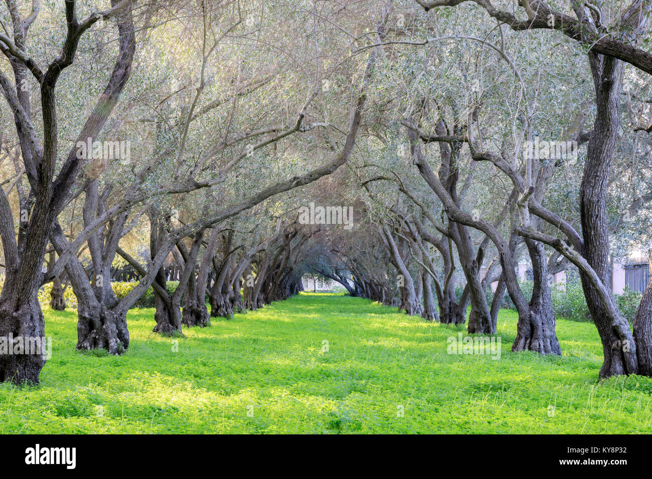 Olive Grove de tranquillité. Carmel de San Francisco - Carmel de l'Enfant Jésus. Banque D'Images