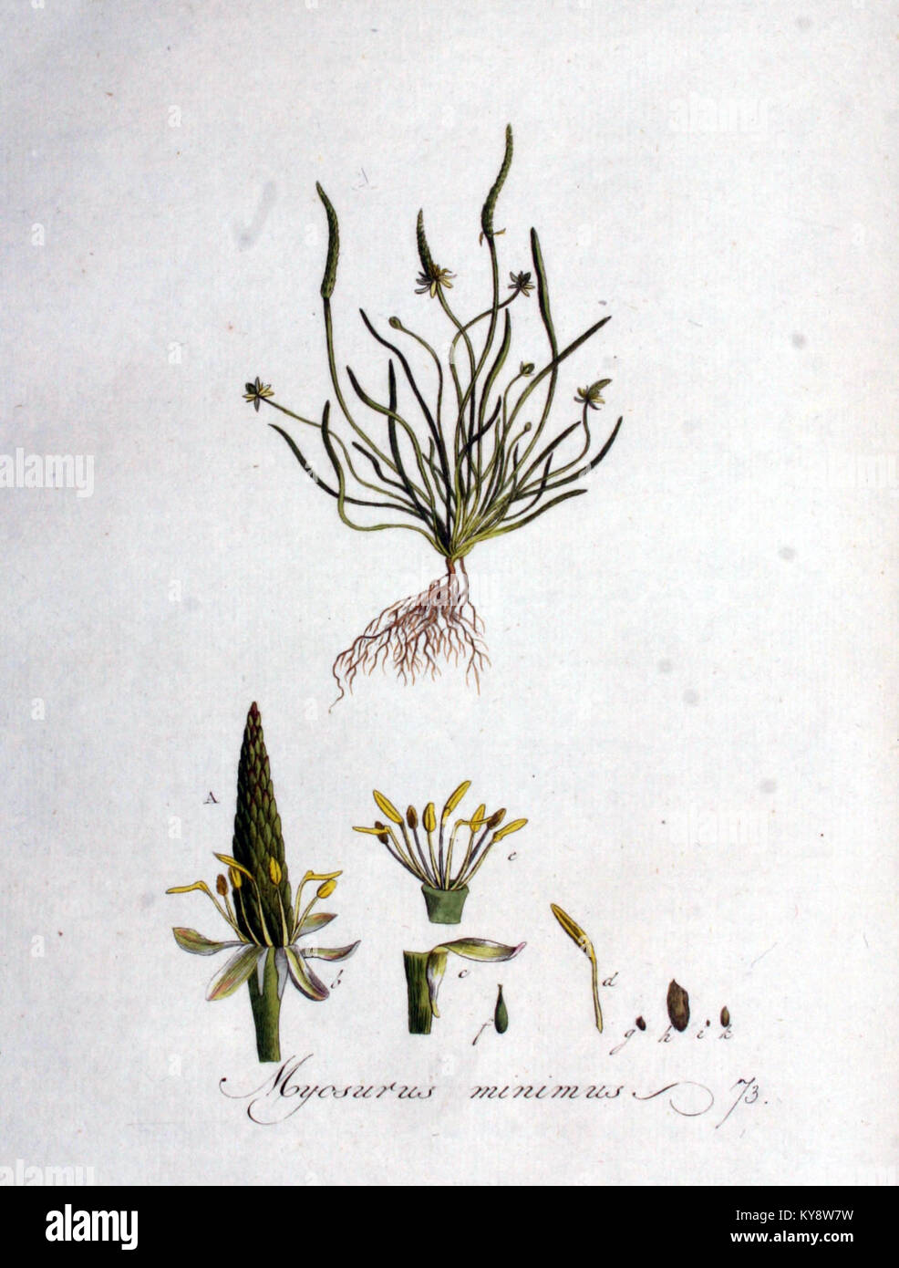 Cette illustration Flora Batava de Myosurus minimus (minuscule queue de mousseau) documente une petite plante annuelle d'habitats humides en Europe, contribuant aux archives historiques de la flore néerlandaise et européenne. Banque D'Images