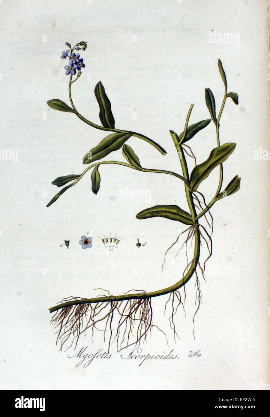 Illustration de Myosotis scorpioides (eau oubliée-me-pas) de Flora Batava montre des détails botaniques pour l'étude scientifique, mettant en évidence sa morphologie et ses caractéristiques. Banque D'Images