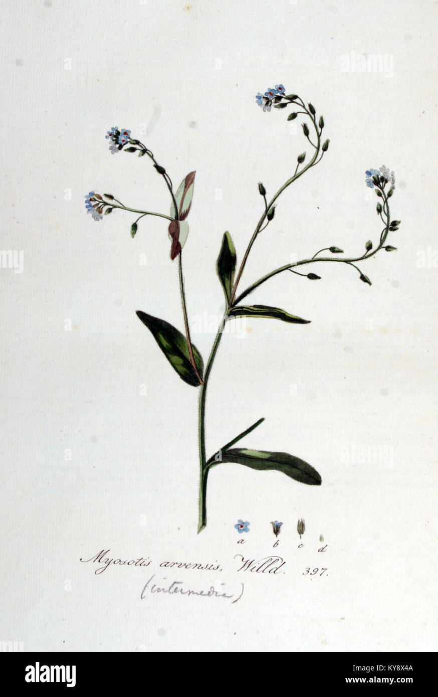 Myosotis arvensis, connu sous le nom de champ Forget-me-Not, est enregistré dans Flora Batava, détaillant ses caractéristiques botaniques, son habitat et ses caractéristiques de floraison. Banque D'Images