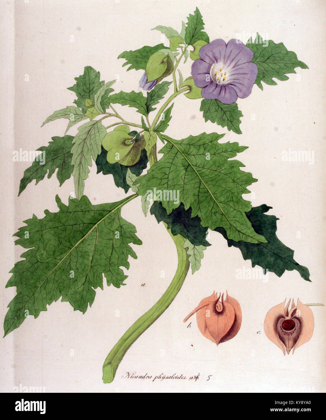 Illustration botanique de Nicandra physaloides (plante Shoo-Fly) de Flora Batava, montrant la morphologie, les fleurs et les feuilles de cette espèce européenne. Banque D'Images