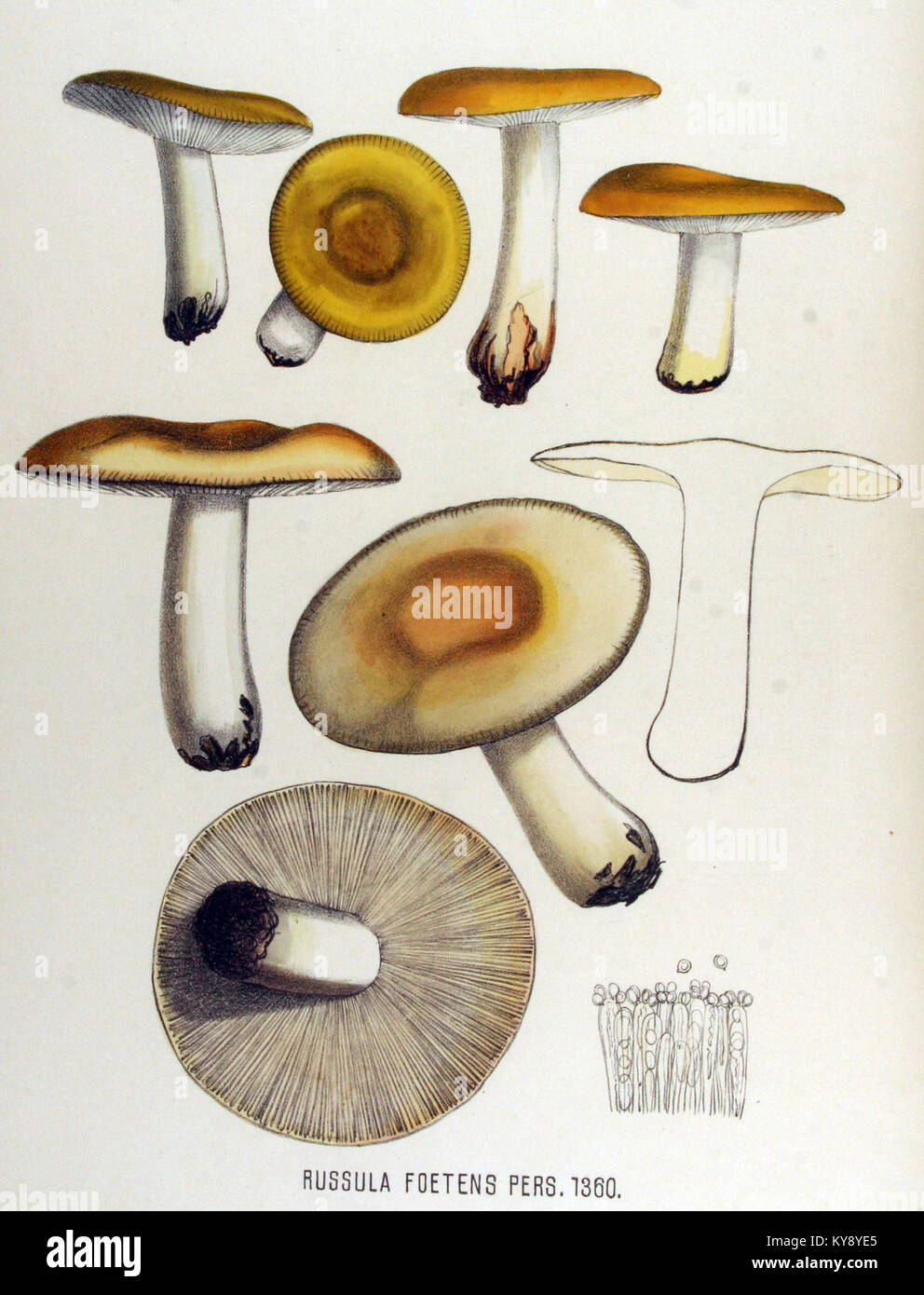 Russula foetens, une espèce de champignon illustrée dans Flora Batava volume 17, documentant la flore néerlandaise et les caractéristiques botaniques. Banque D'Images