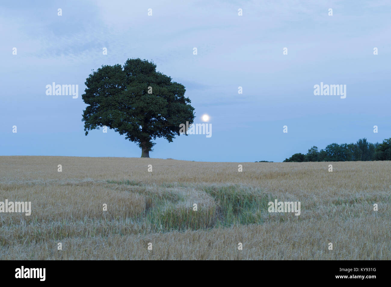 Chêne pédonculé (Quercus robur) arbre, debout dans domaine de l'orge, au crépuscule, avec lever de lune, Scacroft, Leeds, West Yorkshire, Angleterre, juillet Banque D'Images