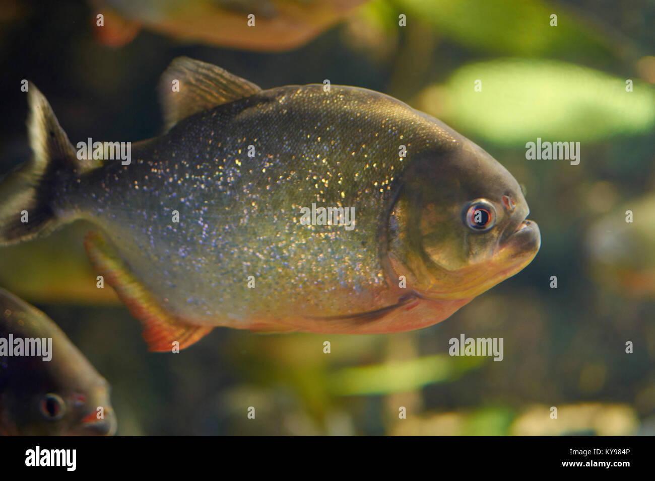 Mythes entourent piranha rouge dans un aquarium Banque D'Images