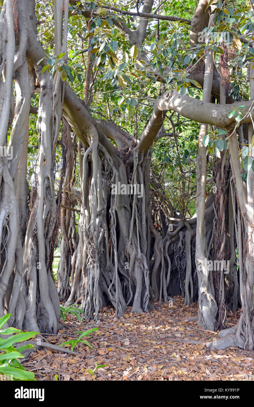 Des racines aériennes et les racines de l'arbre Banyan Ficus ou Arbre,  originaire de régions tropicales et subtropicales et est l'arbre national  de l'Inde Photo Stock - Alamy